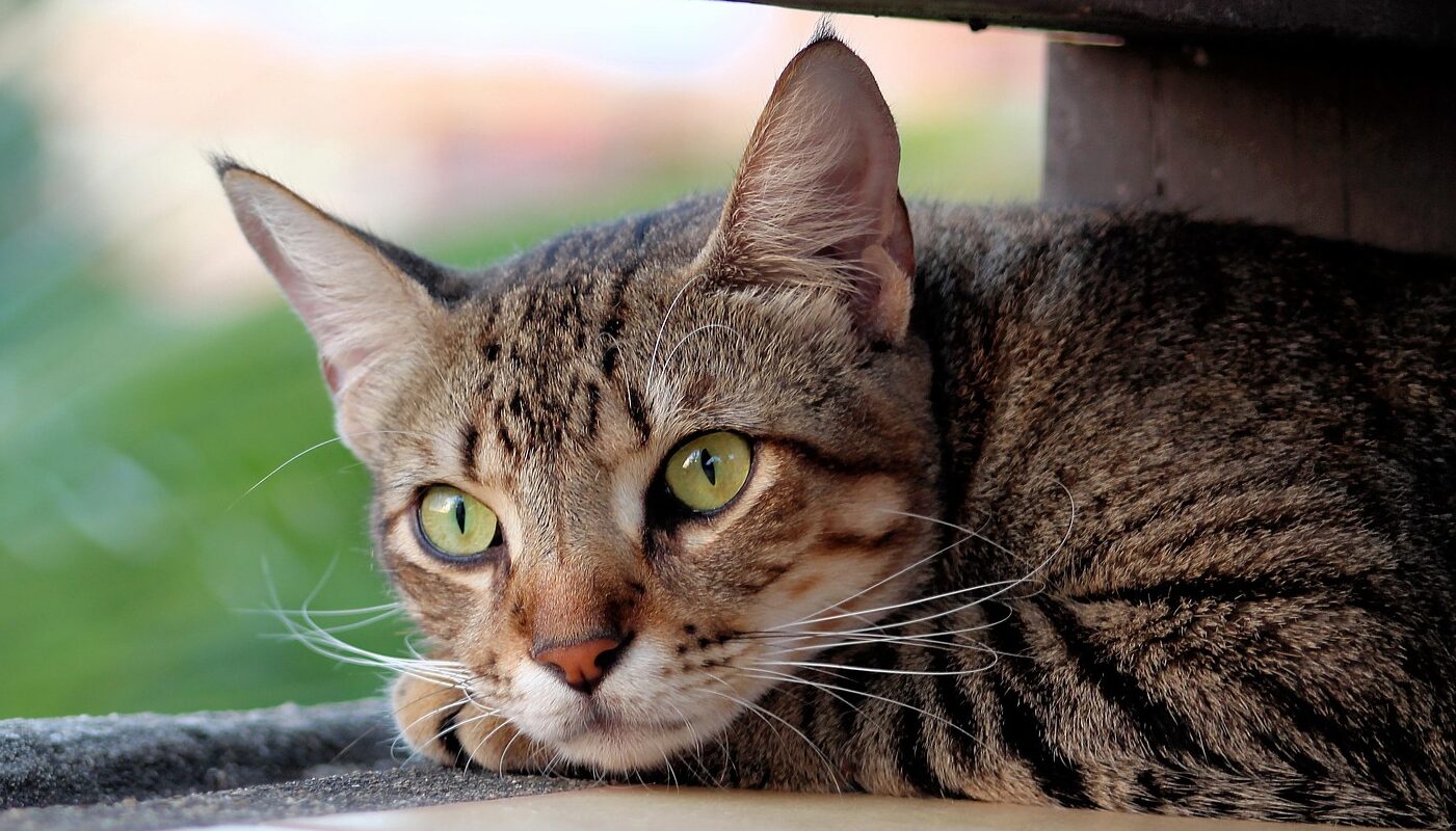 У каждой кошки есть такие способности: зоопсихолог раскрыла секреты пушистых любимцев