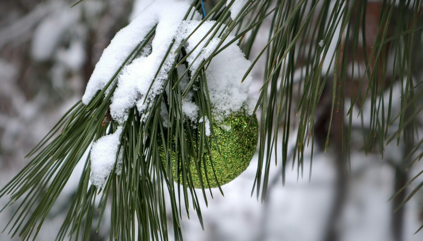 Клещи на новогодней елке: энтомолог предупредил об опасности