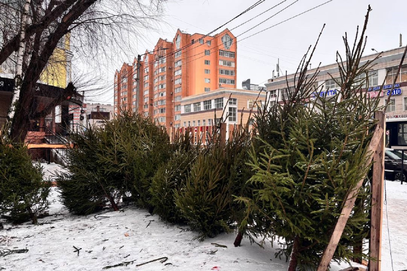 В Вологде появился первый елочный базар