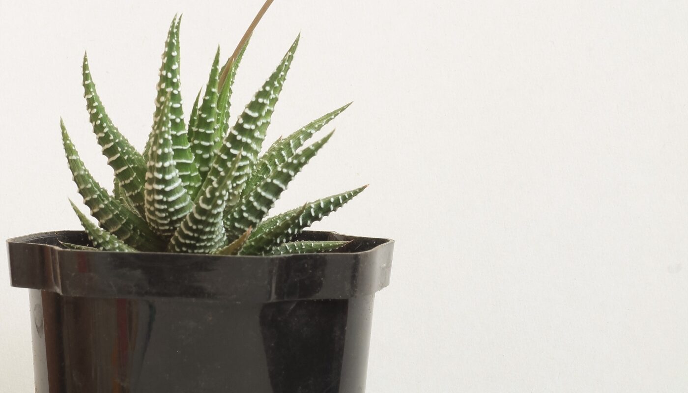 Живые, зеленые подарки для удачи и богатства: эти растения притянут успех в год Огненной Лошади