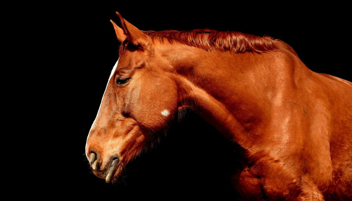 Огненная Лошадь подарит удачу на весь 2026 год: встречаем праздник по правилам