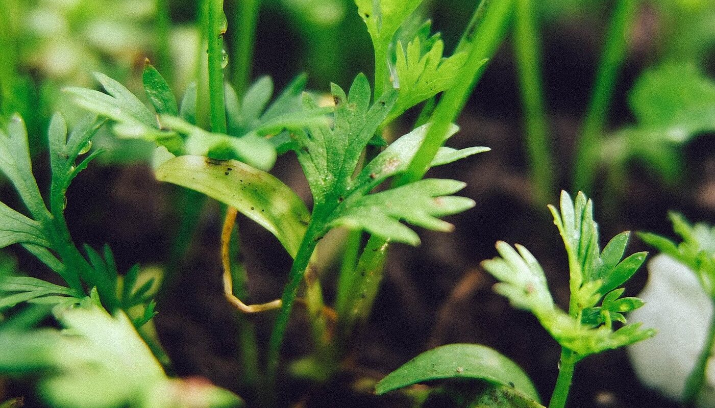 Огород в декабре: эти растения можно высадить на рассаду перед Новым годом