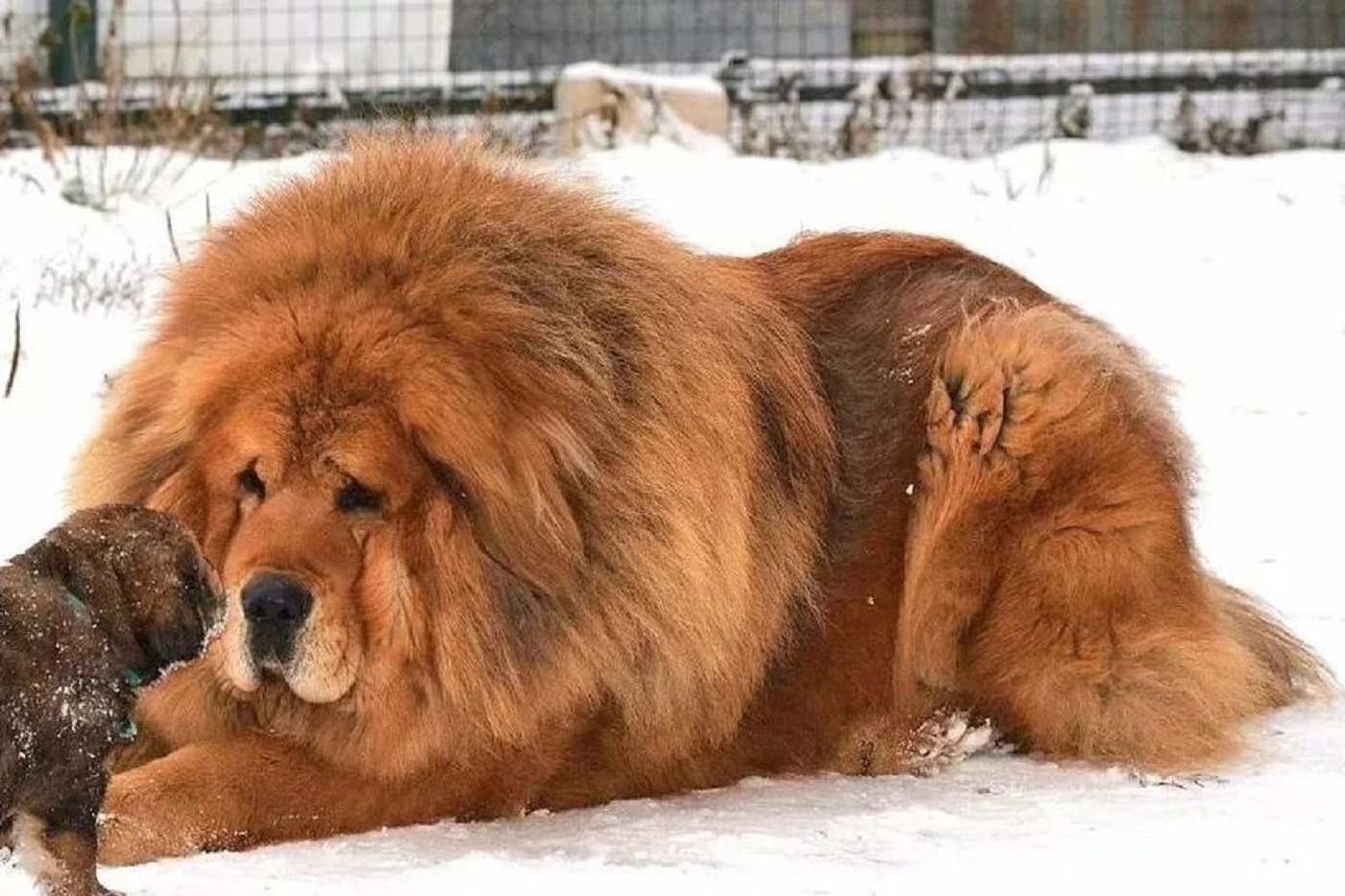 Хозяйку тибетского мастифа оштрафовали за укушенного ребенка