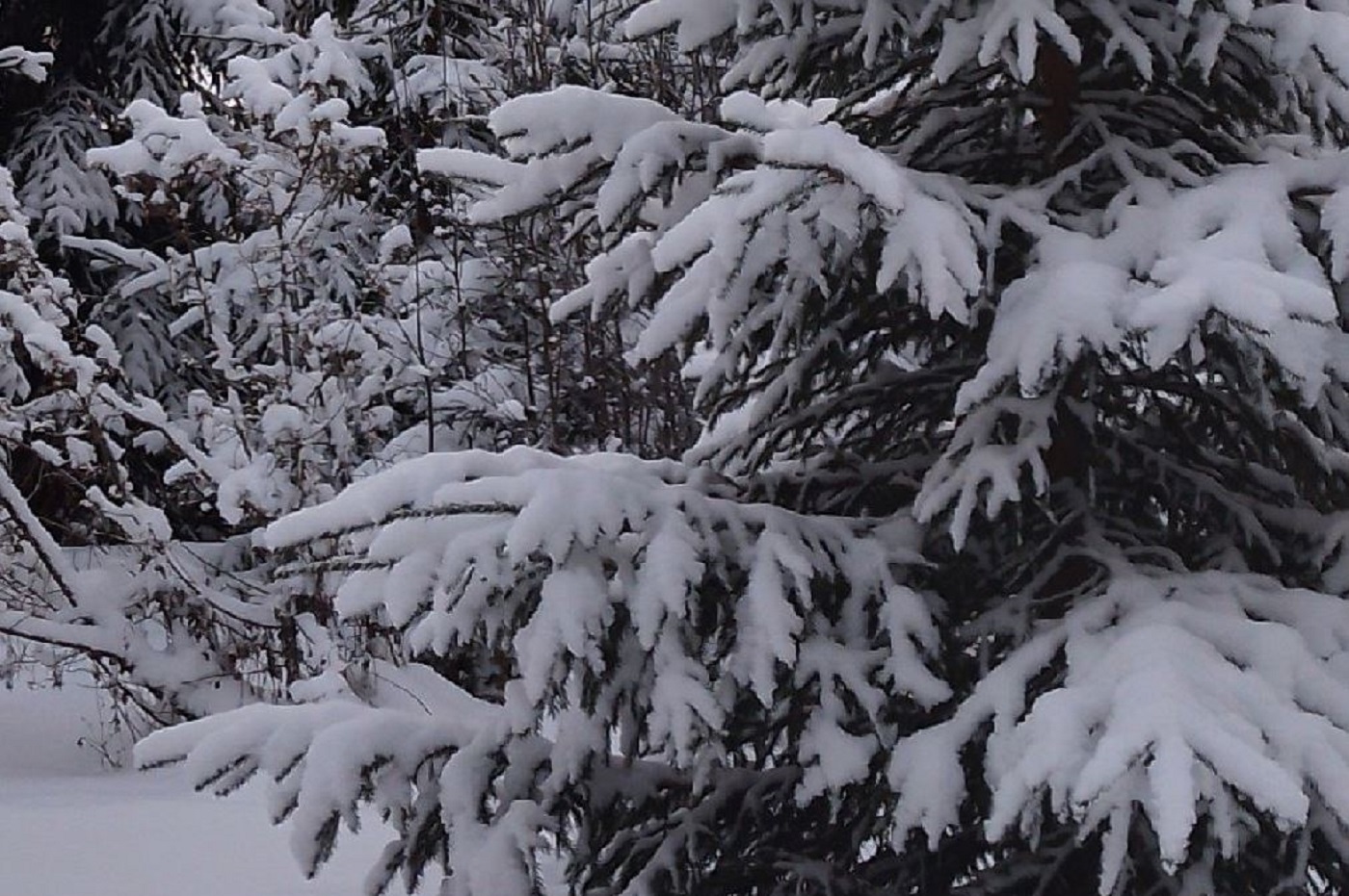 Синоптики рассказали, когда стужа выйдет на пиковые значения