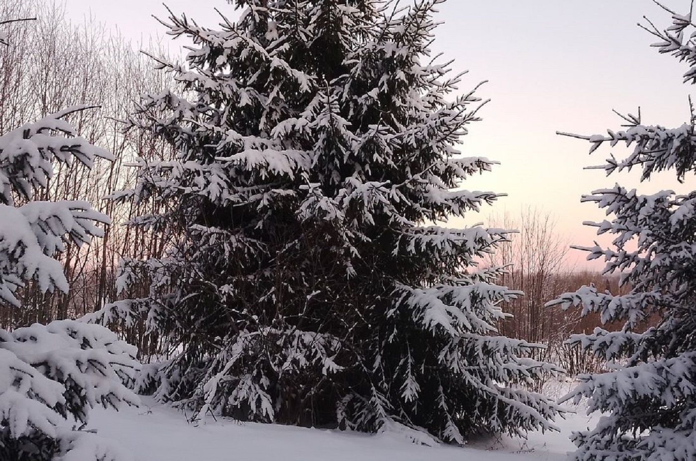 Синоптики обещают идеальную зиму на новогодние праздники