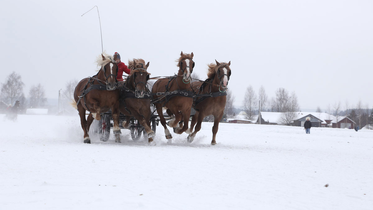 Бесплатные автобусы отвезут гостей на фестиваль «Русская тройка» под Вологду