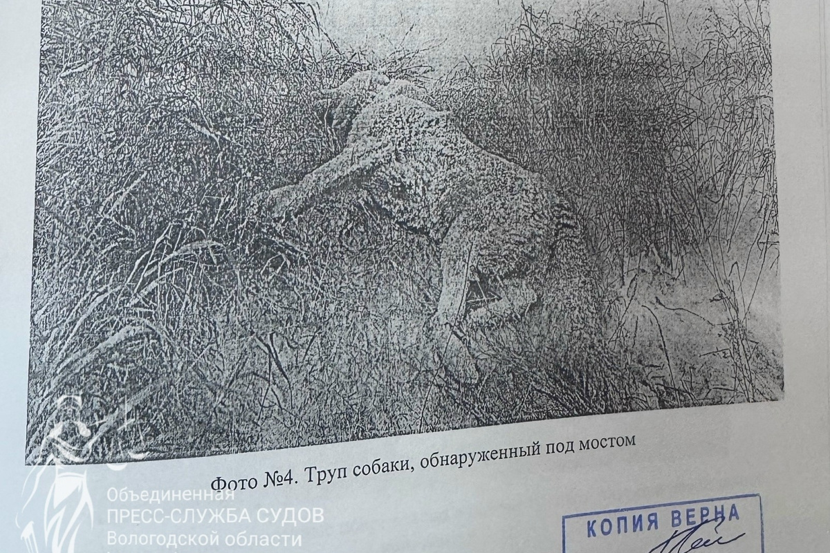 Тотьмич перепутал собаку с волком