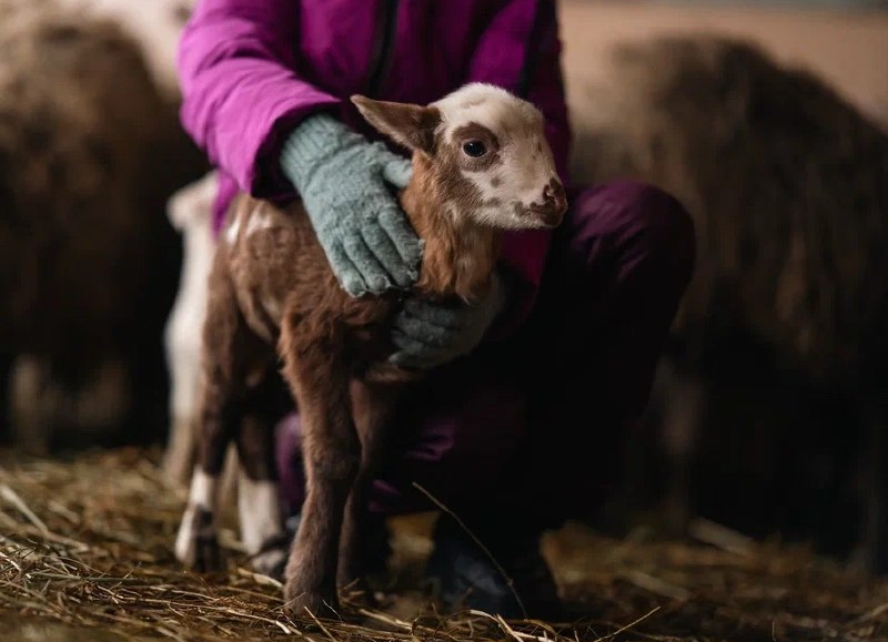 Вологодские фермы приглашают туристов