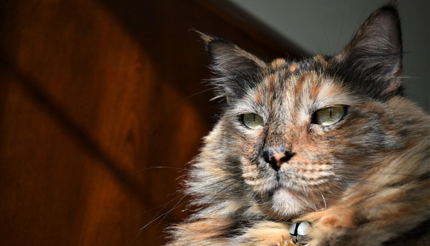 Кот в доме хозяин: эти 5 признаков укажут, что главой семьи является питомец