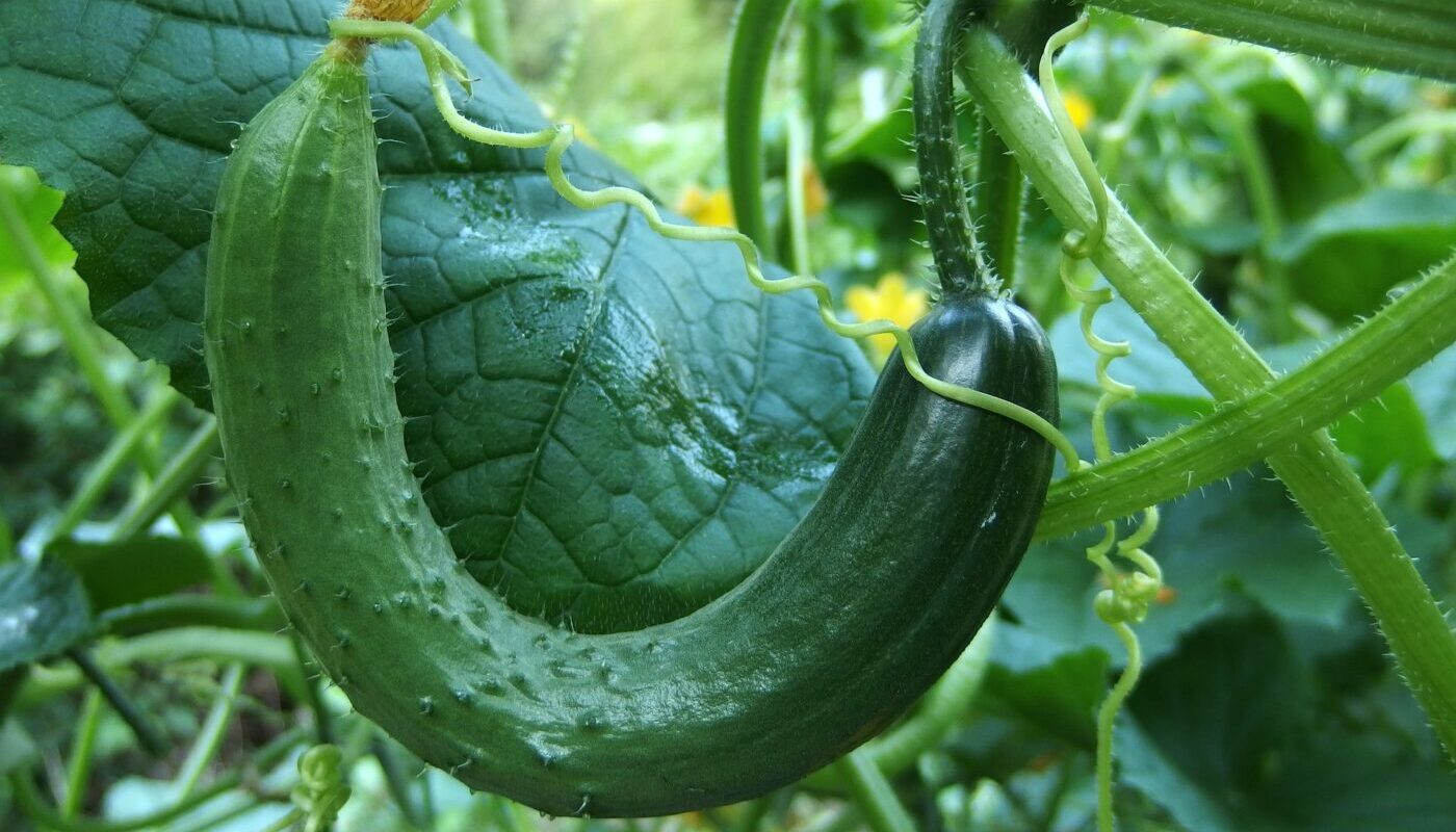 Огурцы и картофель: можно ли выращивать на одной грядке эти 2 культуры