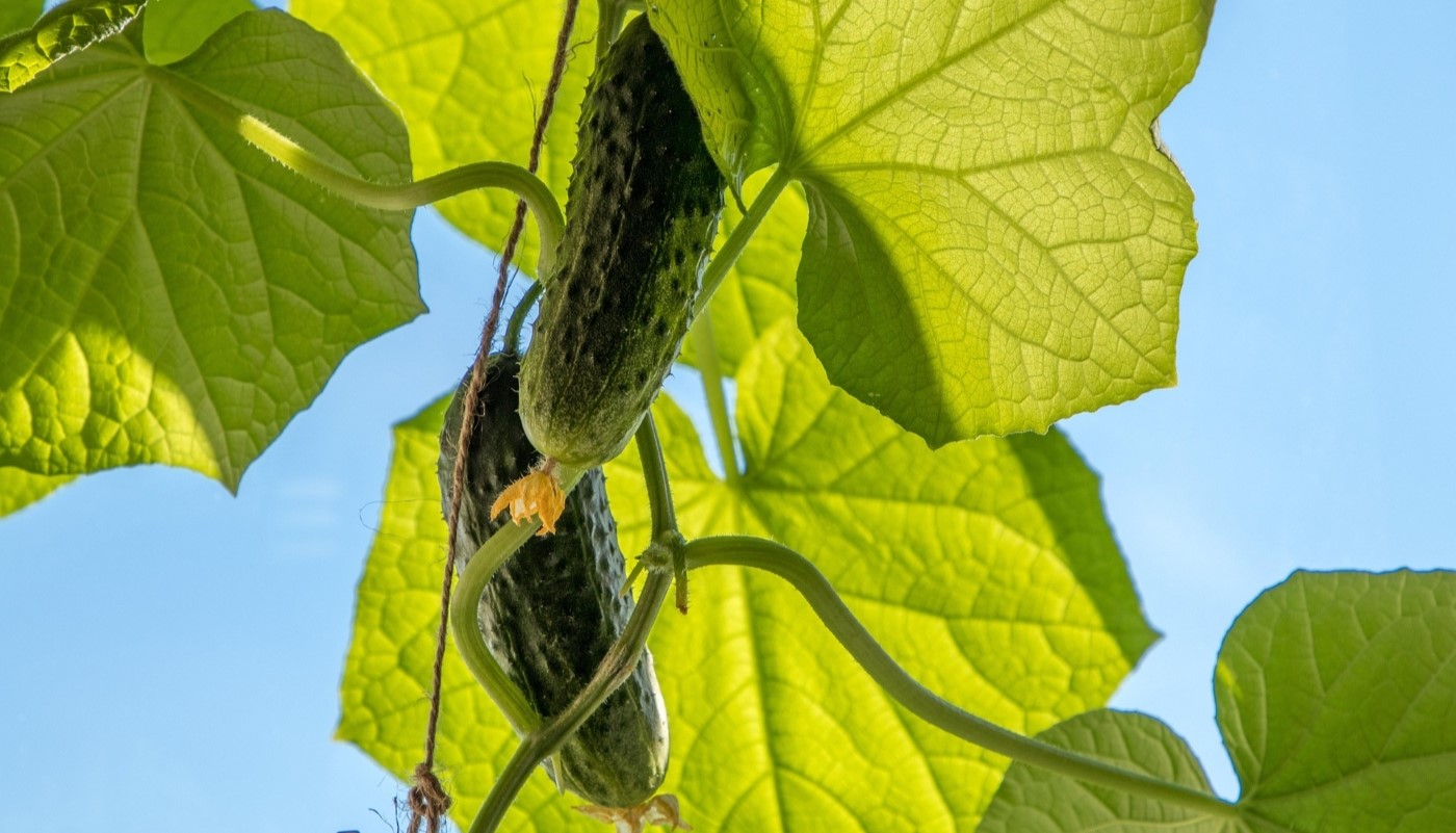 Помидоры и огурцы в одной теплице: как получить отменный урожай