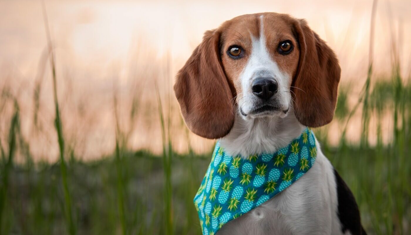 Собаки этих пород отличаются отменным здоровьем до самой старости: совет ветеринара