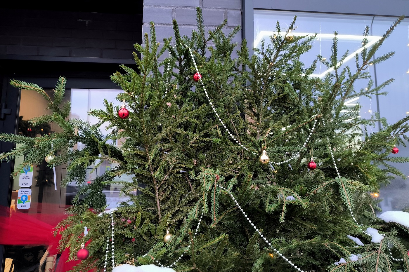 Вологжан приглашают сдать живые елки