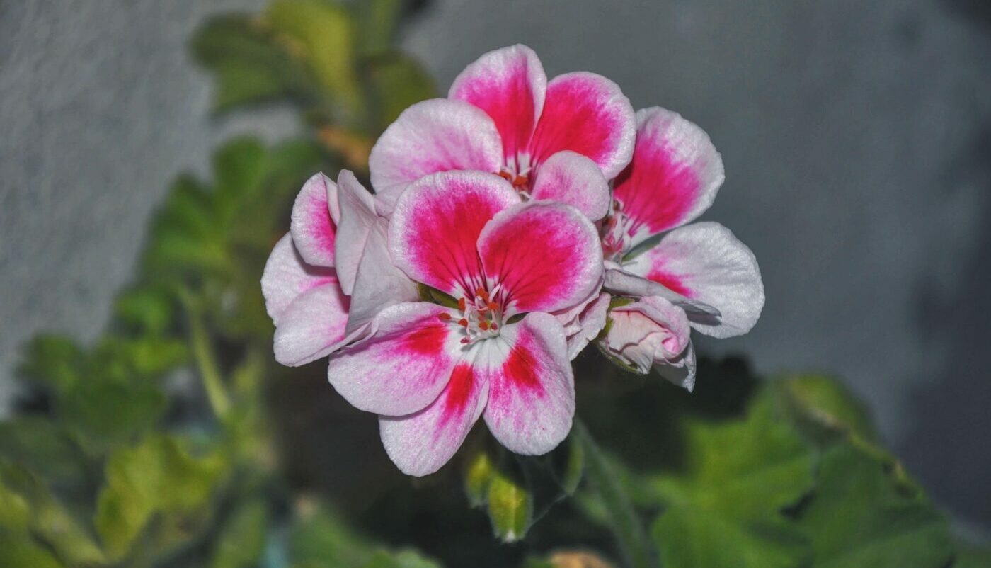 Комнатные растения укажут на негатив в квартире: как цветы реагируют на микроклимат в доме