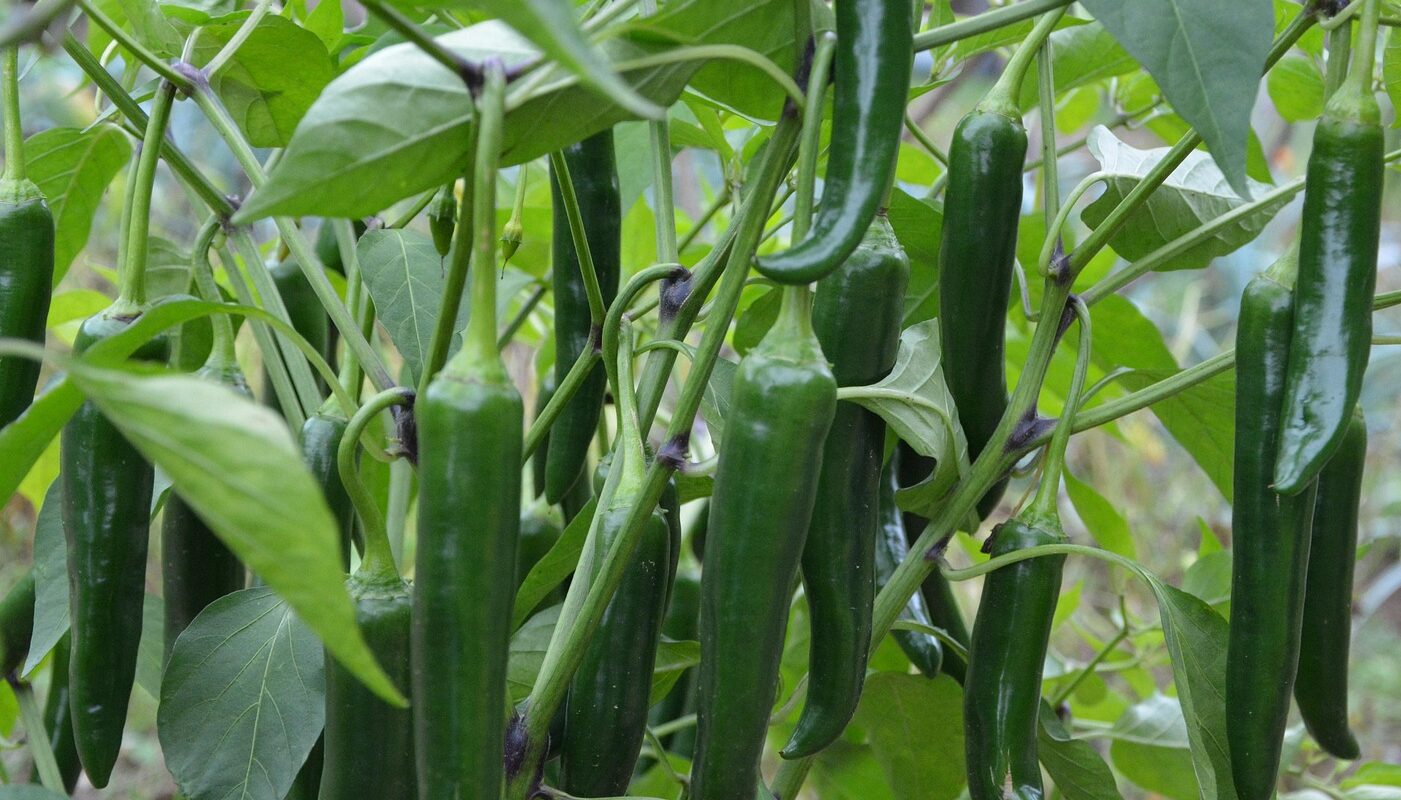Лунный календарь для посадки перцев на рассаду: урожай будет обильный и качественный