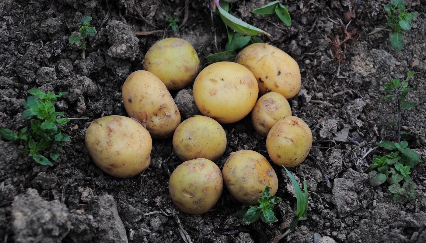 Картошка обрастет вредителями: топ – 3 опасных «соседа» для культуры