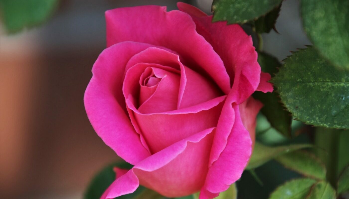 Розы станут цвести все лето: такой неожиданный «сосед» на клумбе позаботится о царице сада