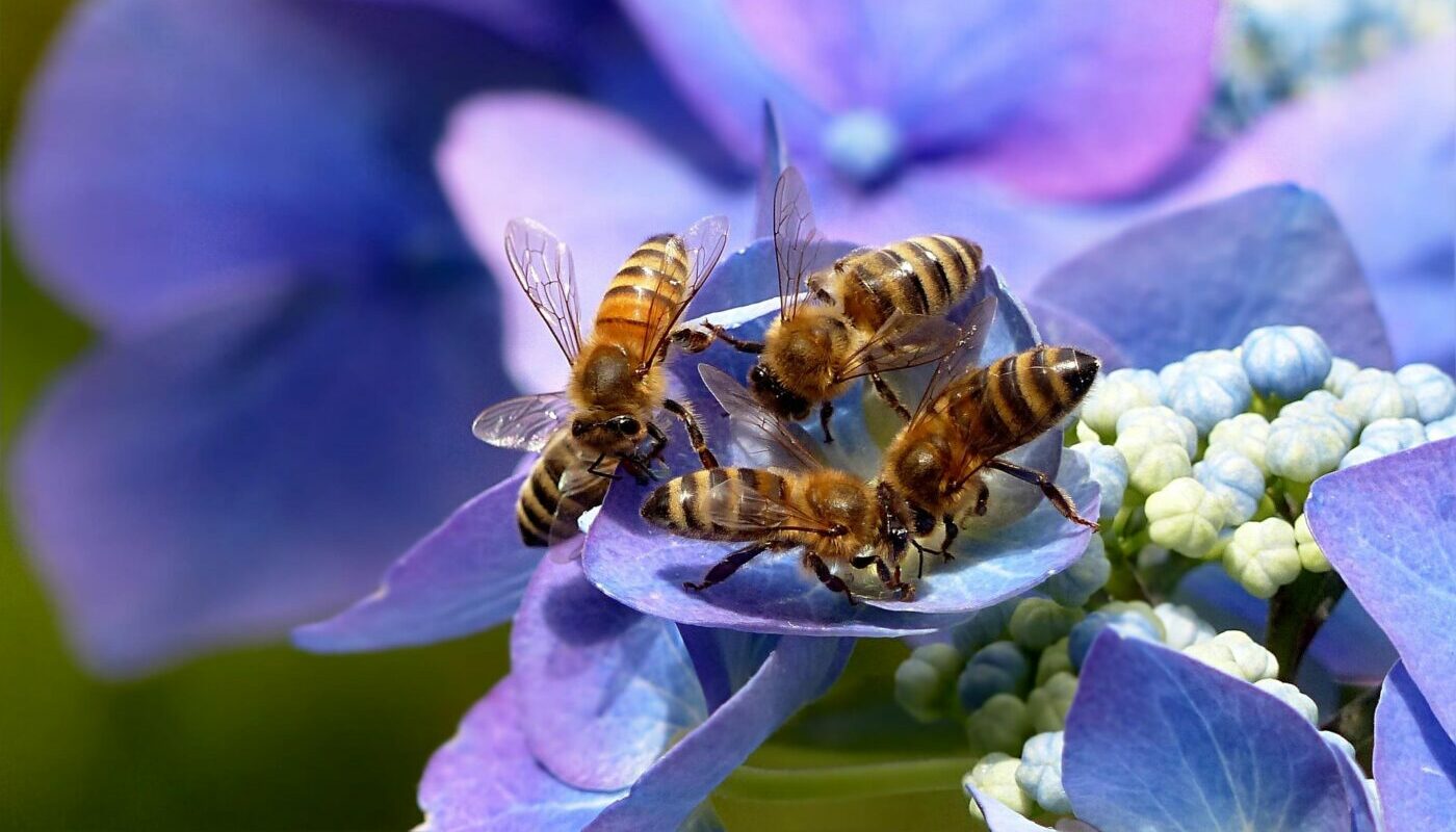 Цветет все лето и ухода не требует: этот кустарник все чаще выбирают ленивые дачники