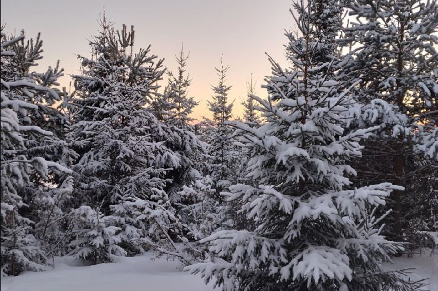 Стремительную весну обещают синоптики