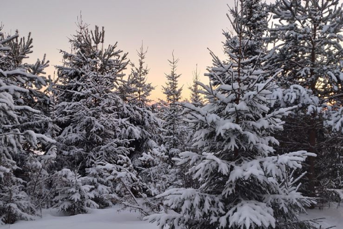 Снежный апокалипсис обещают синоптики