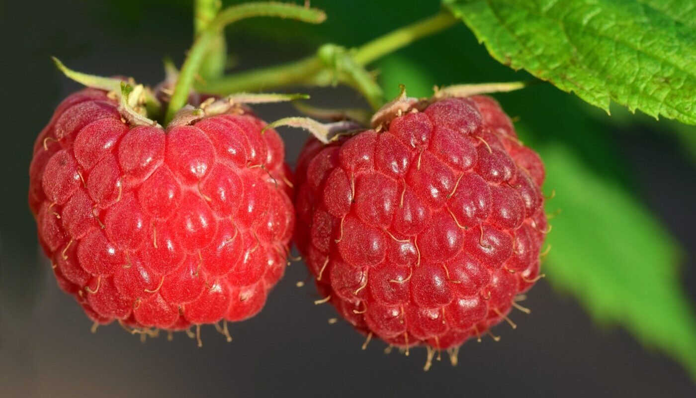 Малина попрет, как на дрожжах: ягоды вырастут крупные и сладкие