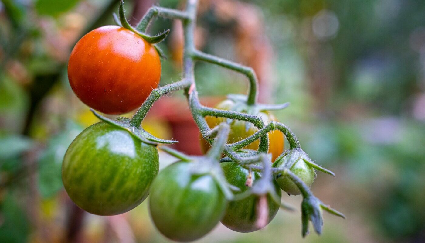 До 10 кг томатов с одного куста: этот сорт растет в теплице и в открытом грунте