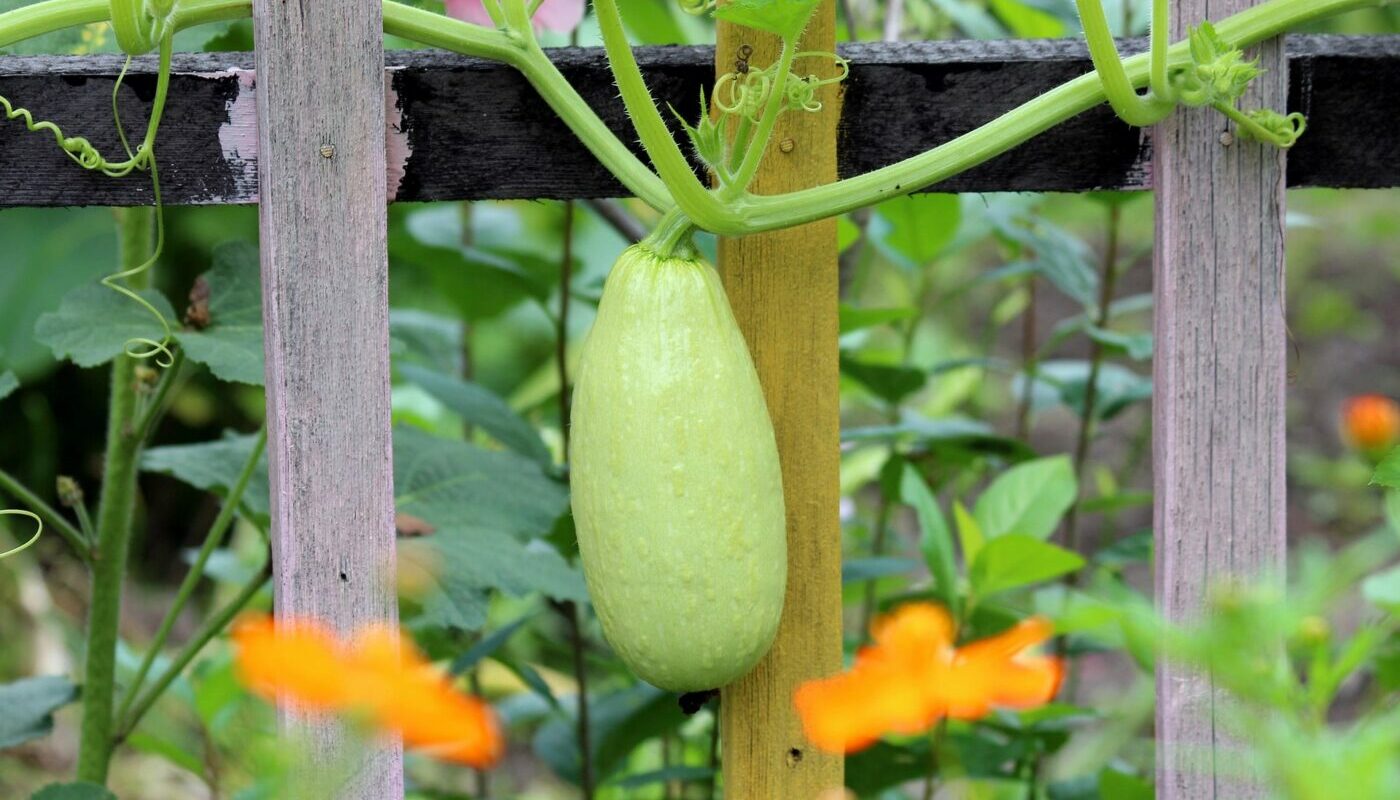Грядка после кабачков, какие культуры можно высадить после выращивания «прожорливого» овоща