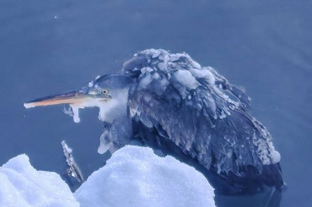 В Вологде обнаружили замерзающую цаплю