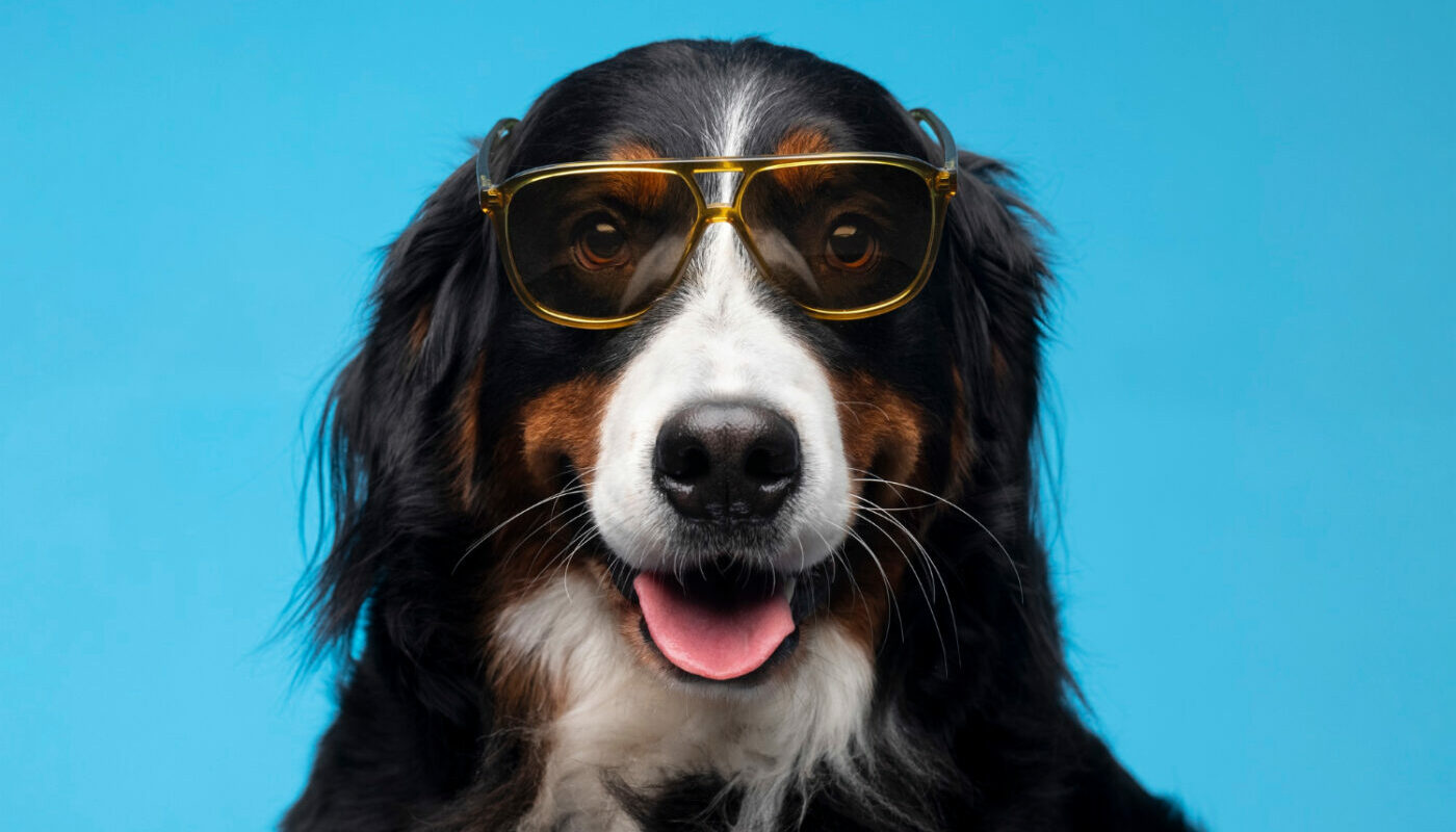 Как видит мир ваша собака: эксперты назвали цвета недоступные для зрения питомца