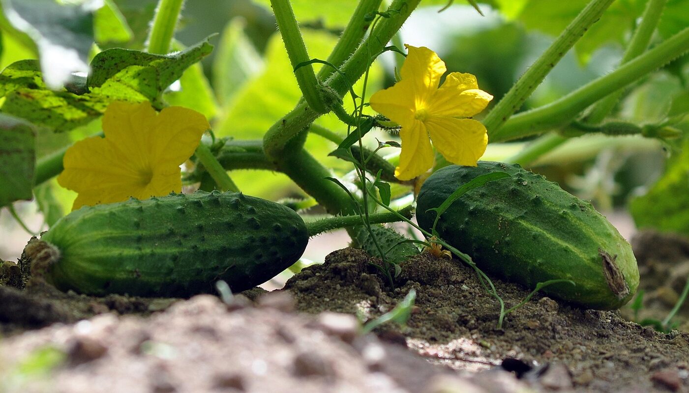 Устойчивы к болезням: такие огурцы дают отменный урожай даже у ленивых дачников