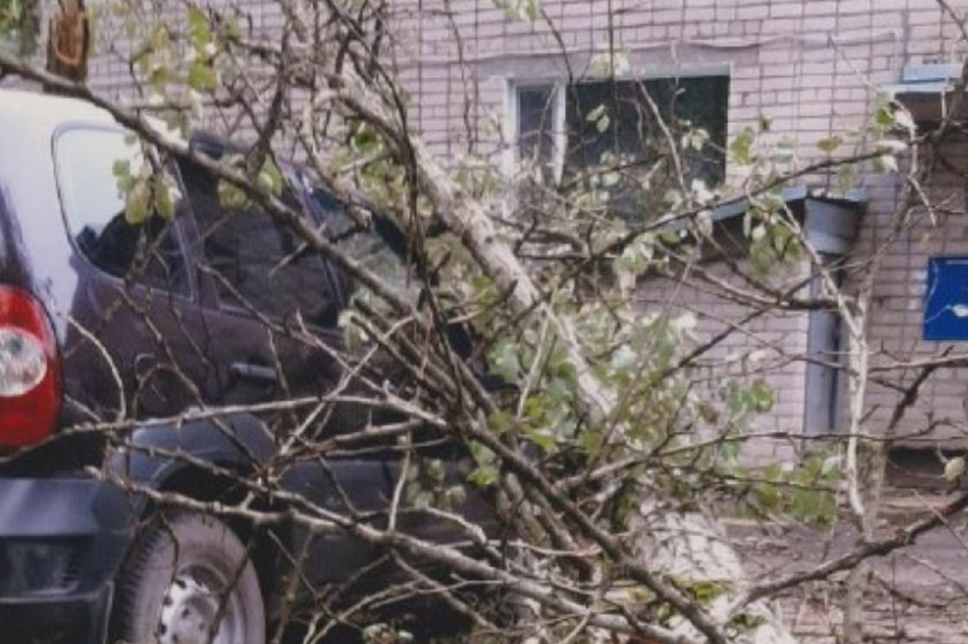 Управляющая компания Сокола возместит ущерб за упавшее на машину дерево