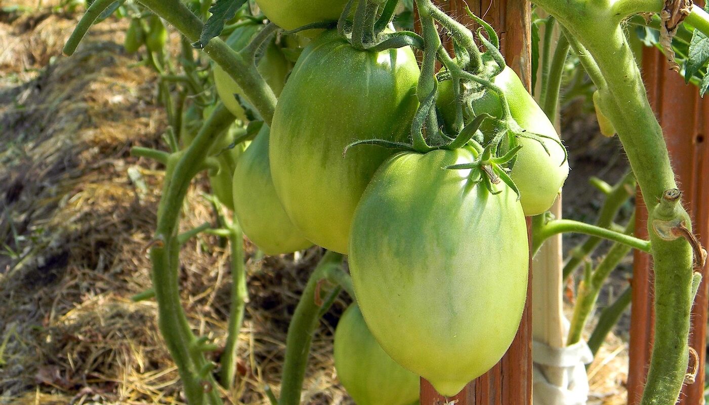Самый щедрый сорт томатов для дачного участка: неприхотливый и плодовитый