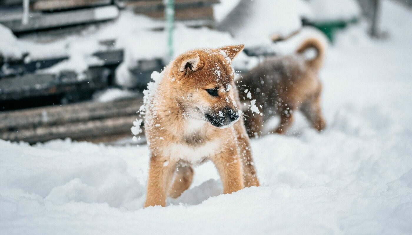 Как выгуливать собаку в трескучие морозы: ветеринары дали полезный совет