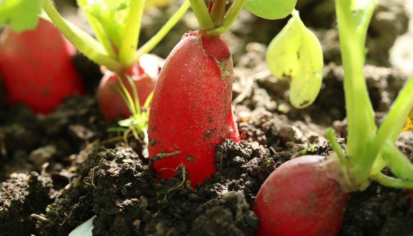 Два отменных урожая с одной грядки: куда весной высаживают редис опытные дачники