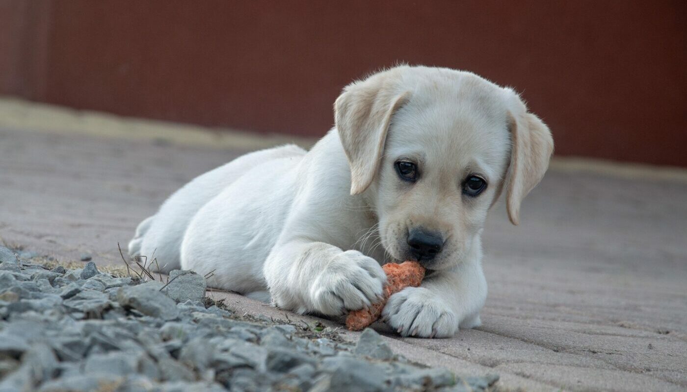 Каша для собаки: эксперты назвали 5 видов крупы, которые нельзя давать питомцу