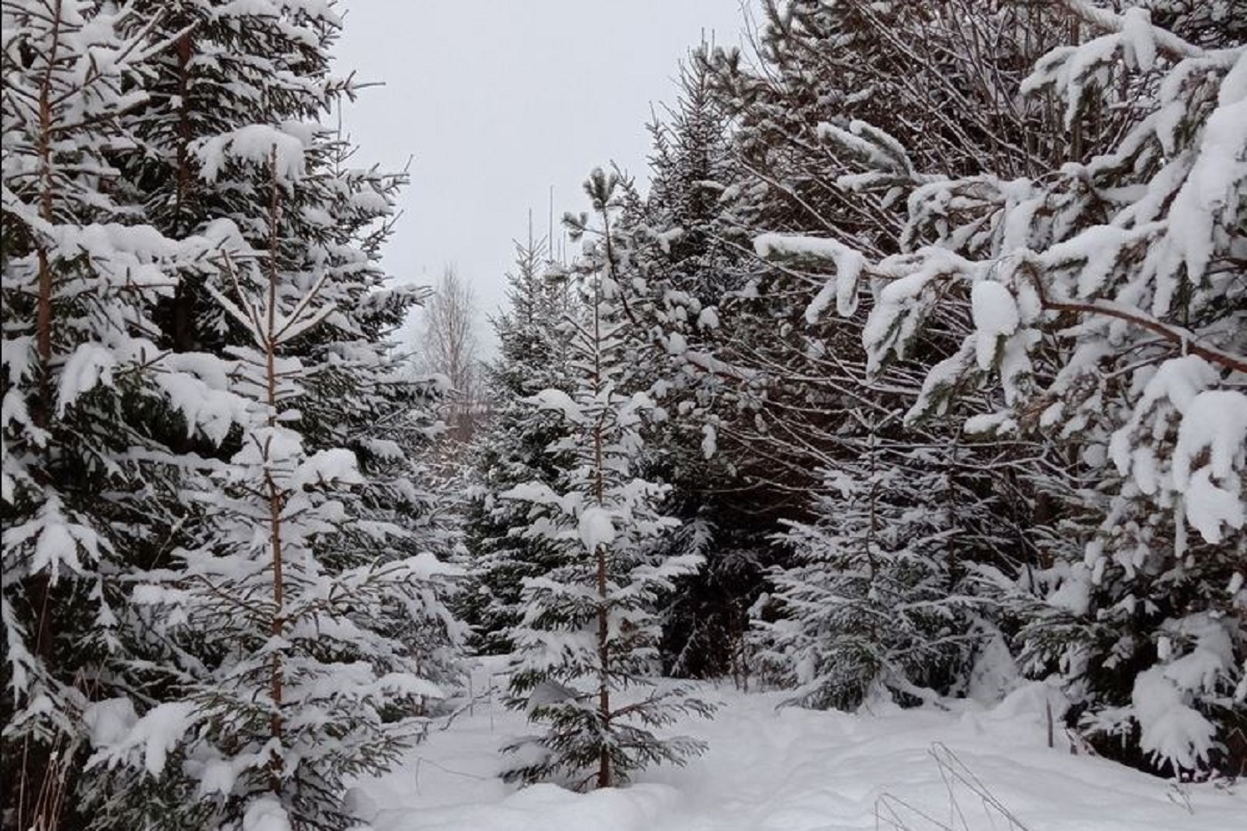 Синоптики рассказали о погоде в масленичную неделю