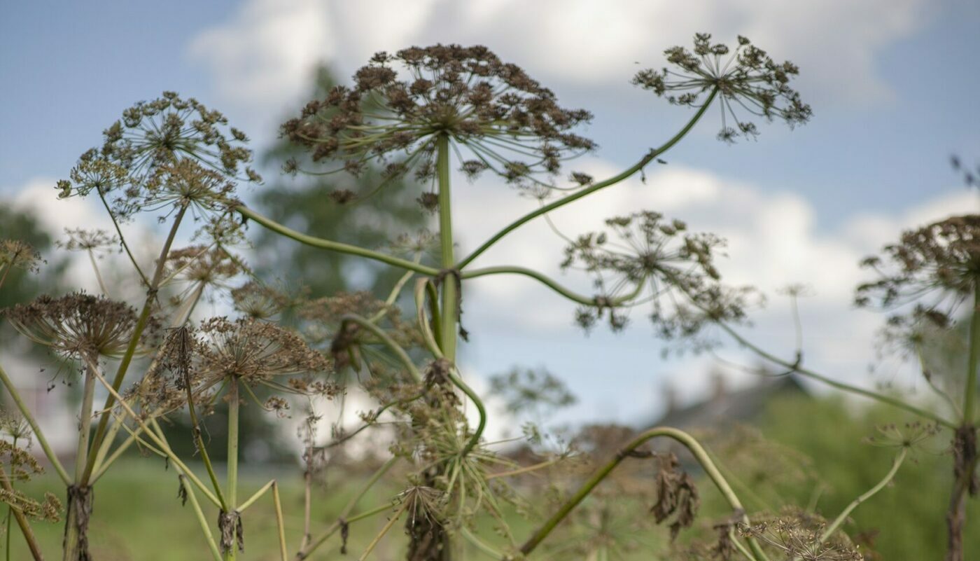 Не только борщевик: названо еще одно растение, за которое дачникам могут выписать штраф с 1 марта
