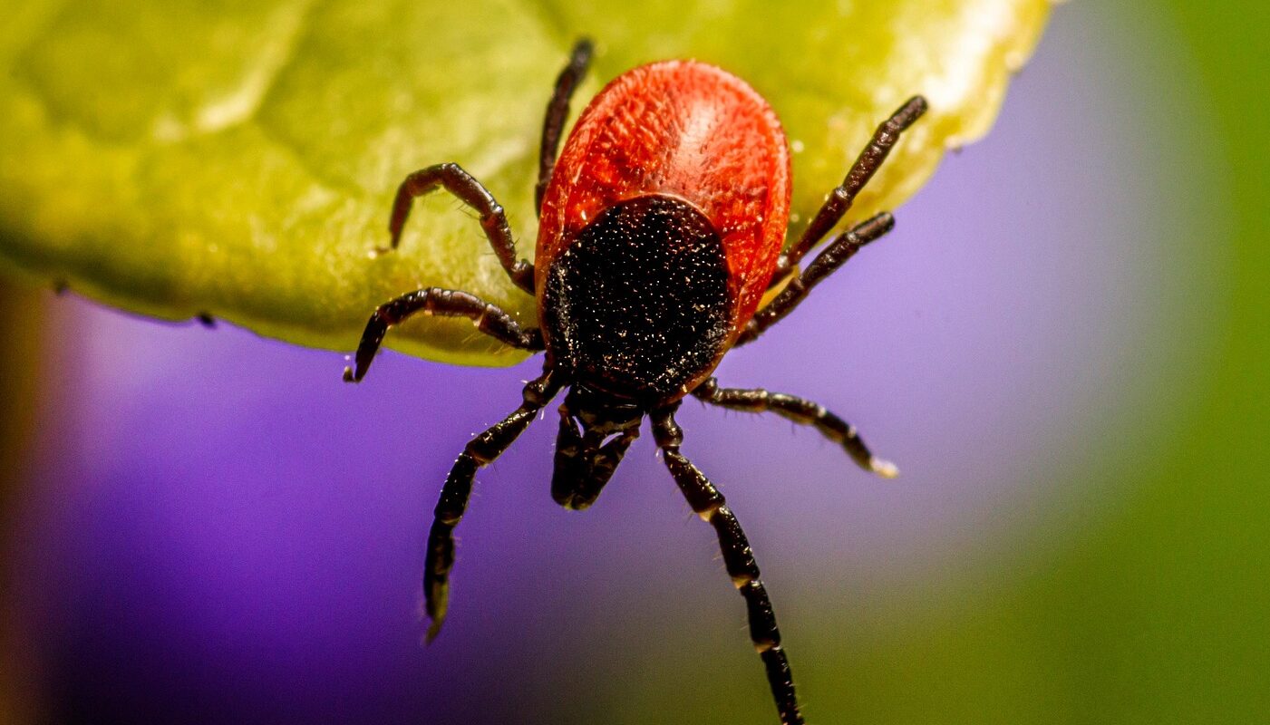 Клещи на такой участок не полезут: растения, которые надежно отпугнут вредителей с дачи
