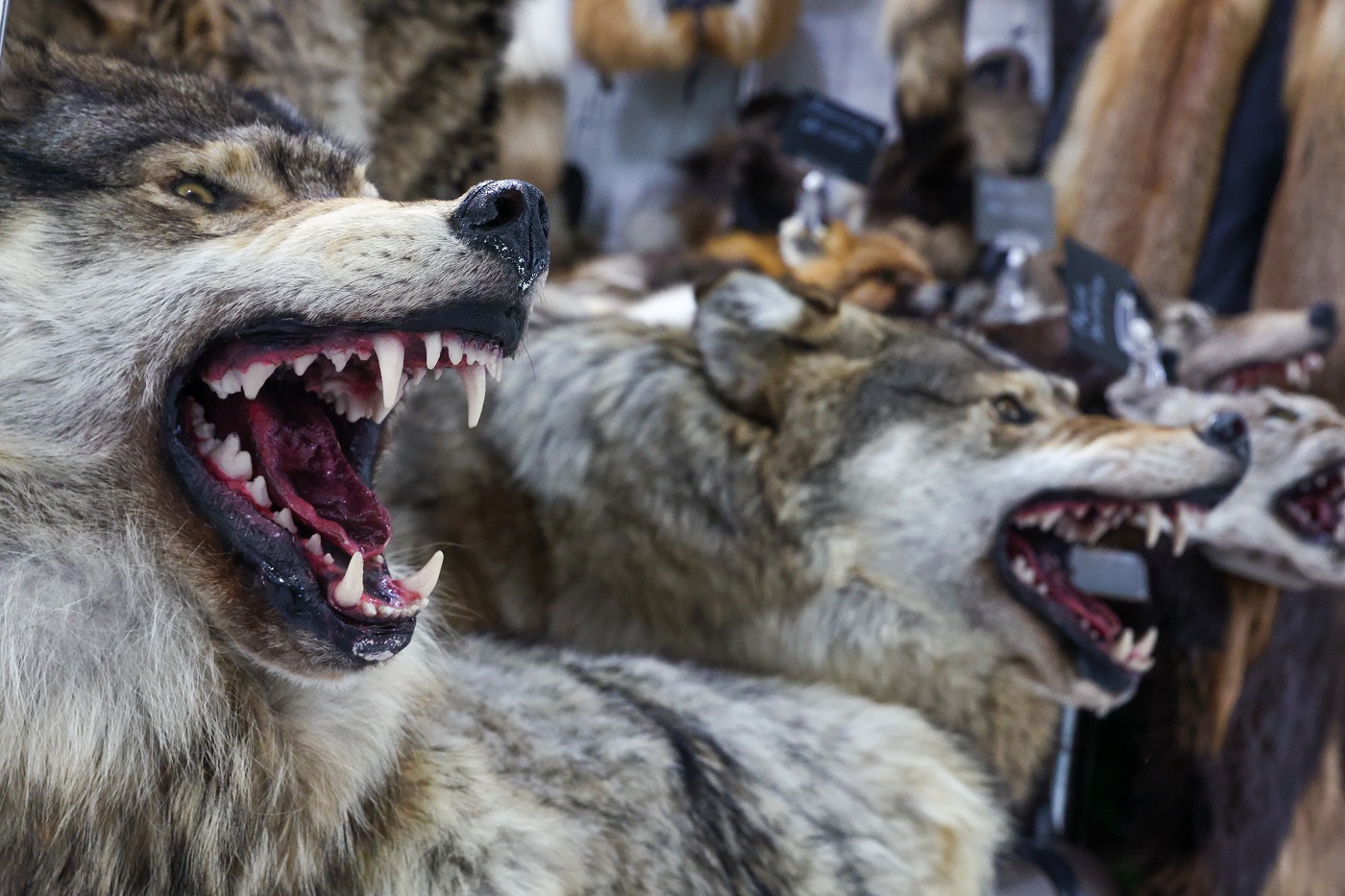 106 вологодских охотников разделят 2,12 млн рублей