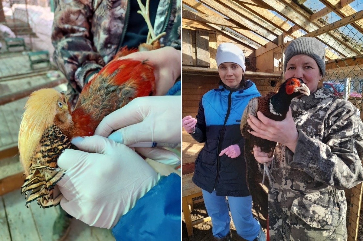 На Вологодчине вакцинируют птицу