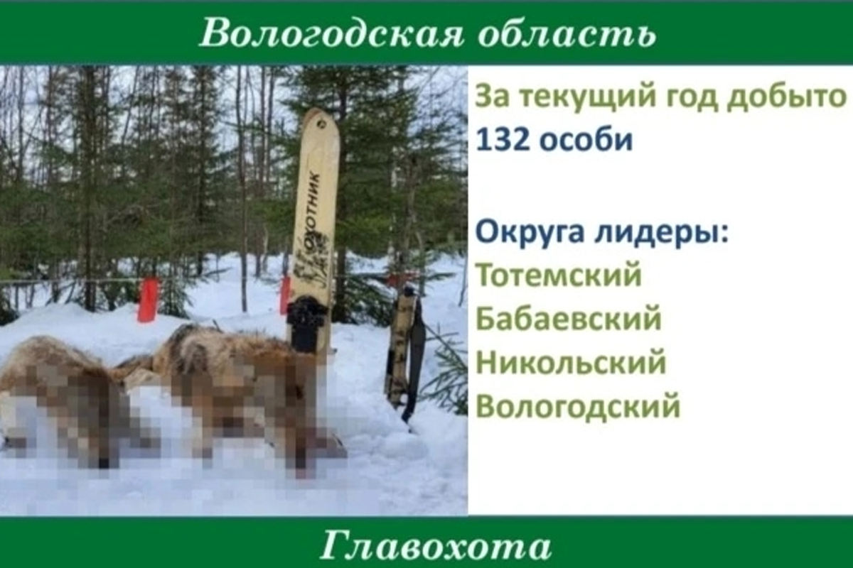 На Вологодчине с начала года добыто 132 волка