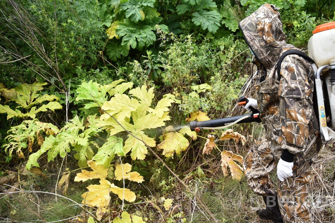 В Вологде в этом году от борщевика обработают более 70 га