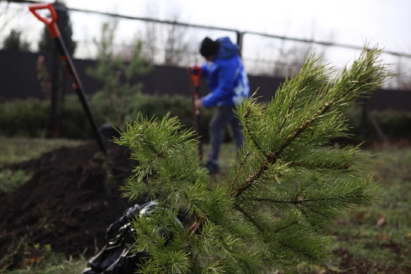 В Вологодской области в этом году высадят более 270 тысяч деревьев