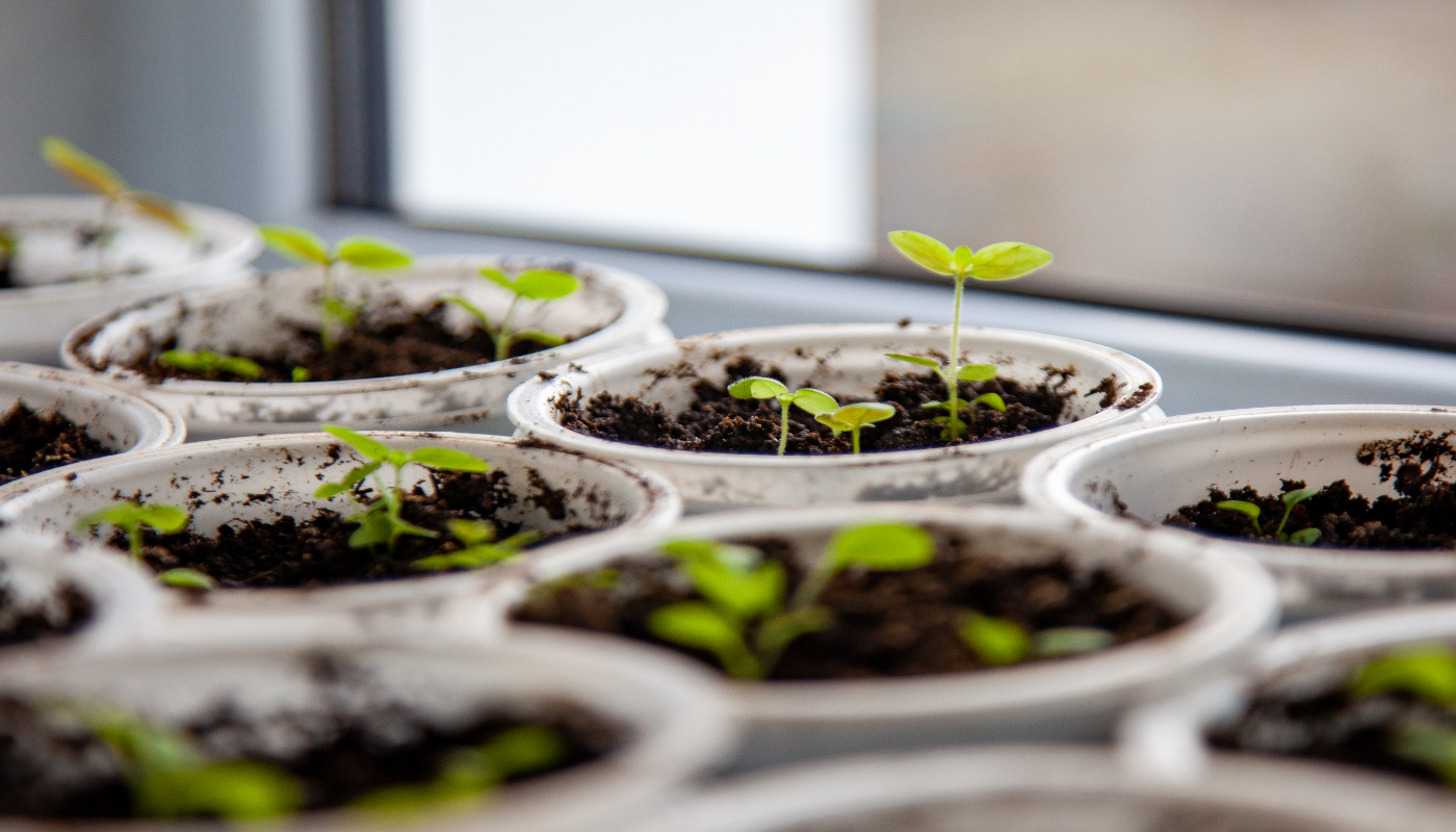 Садовод спас рассаду копеечным средством из аптеки: результат за 4 дня