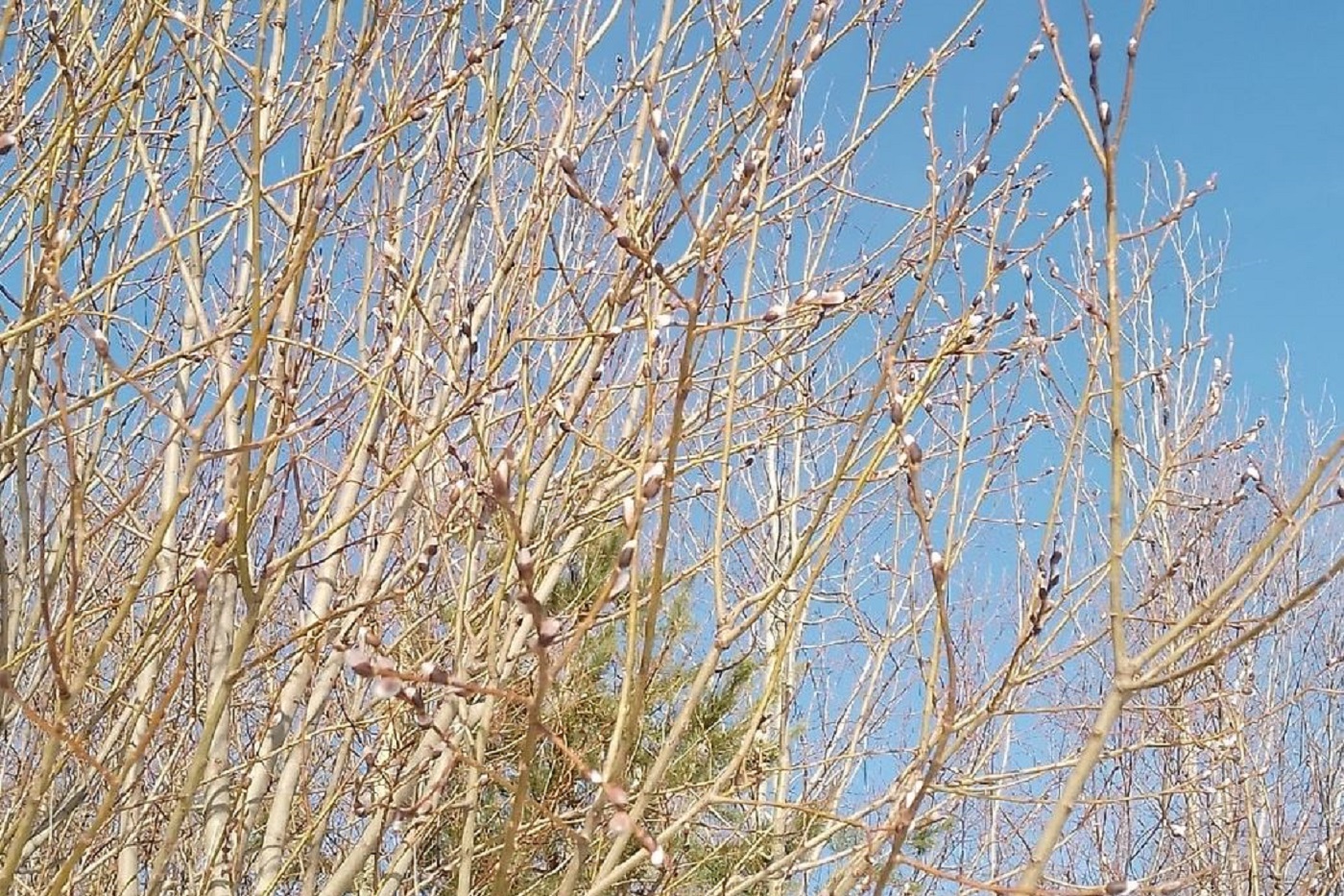 Новые температурные рекорды установлены в Вологодской области