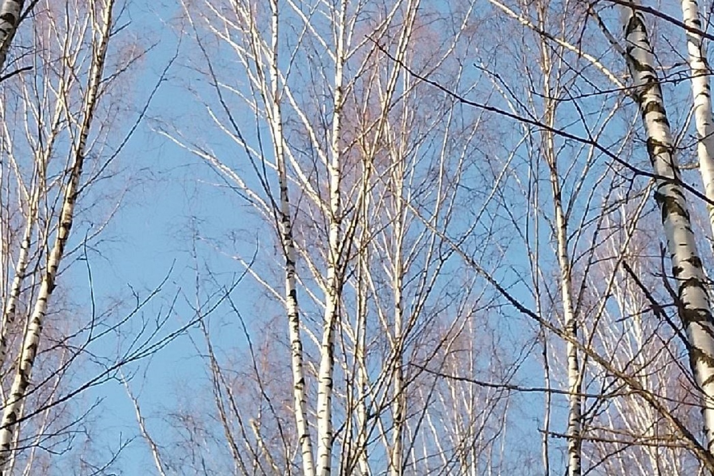 В трех вологодских городах накануне установлены температурные рекорды