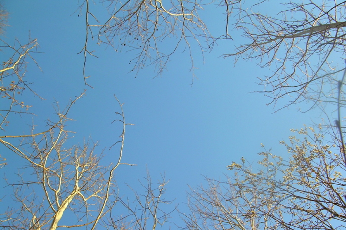 На Вологодскую область надвигается мощная волна тепла