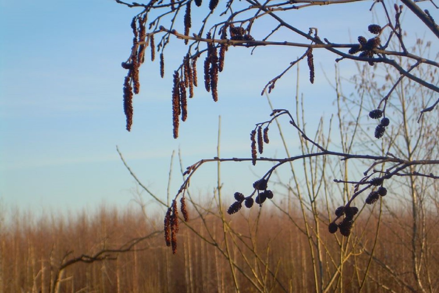 Вологодские синоптики рассказали о погоде на предстоящей неделе