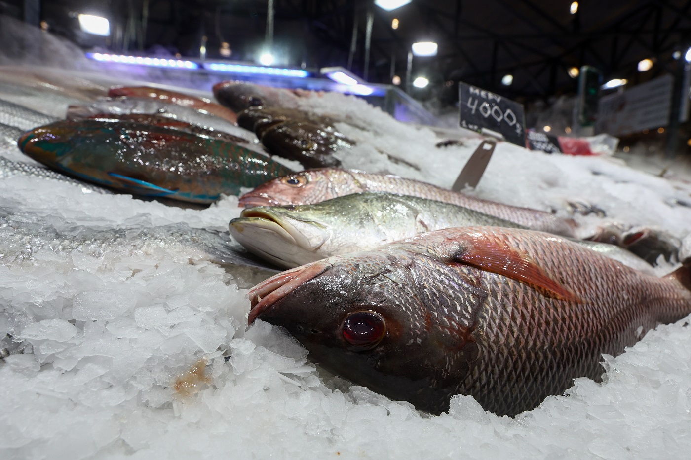 Вологодский предприниматель скрыл вылов более 2,5 тонн рыбы