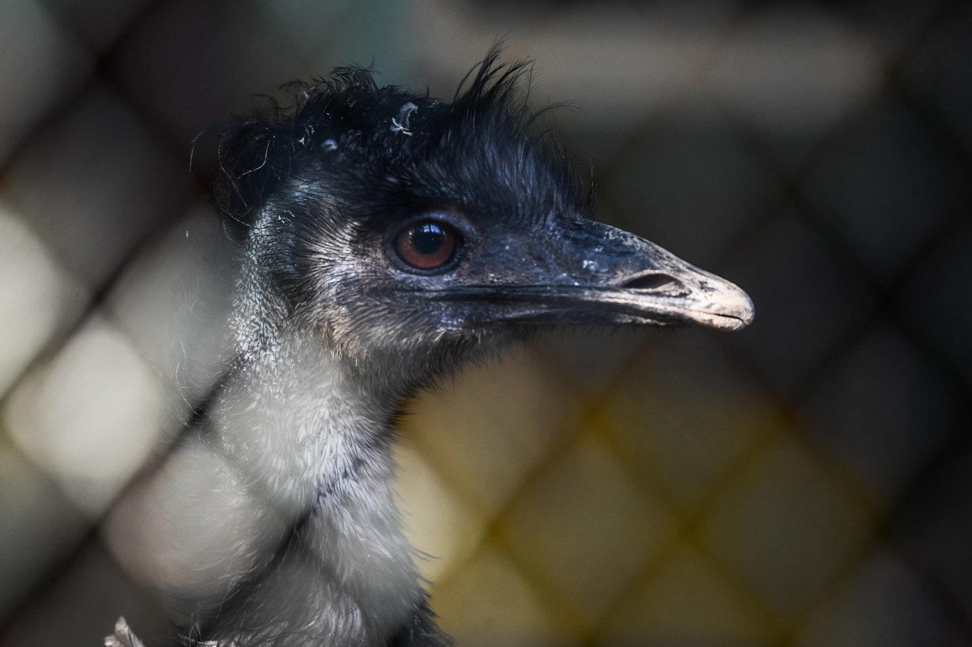 Вологодский зоопарк нарушал требования к защите животных